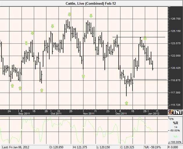 1-8-12 cattle.jpg