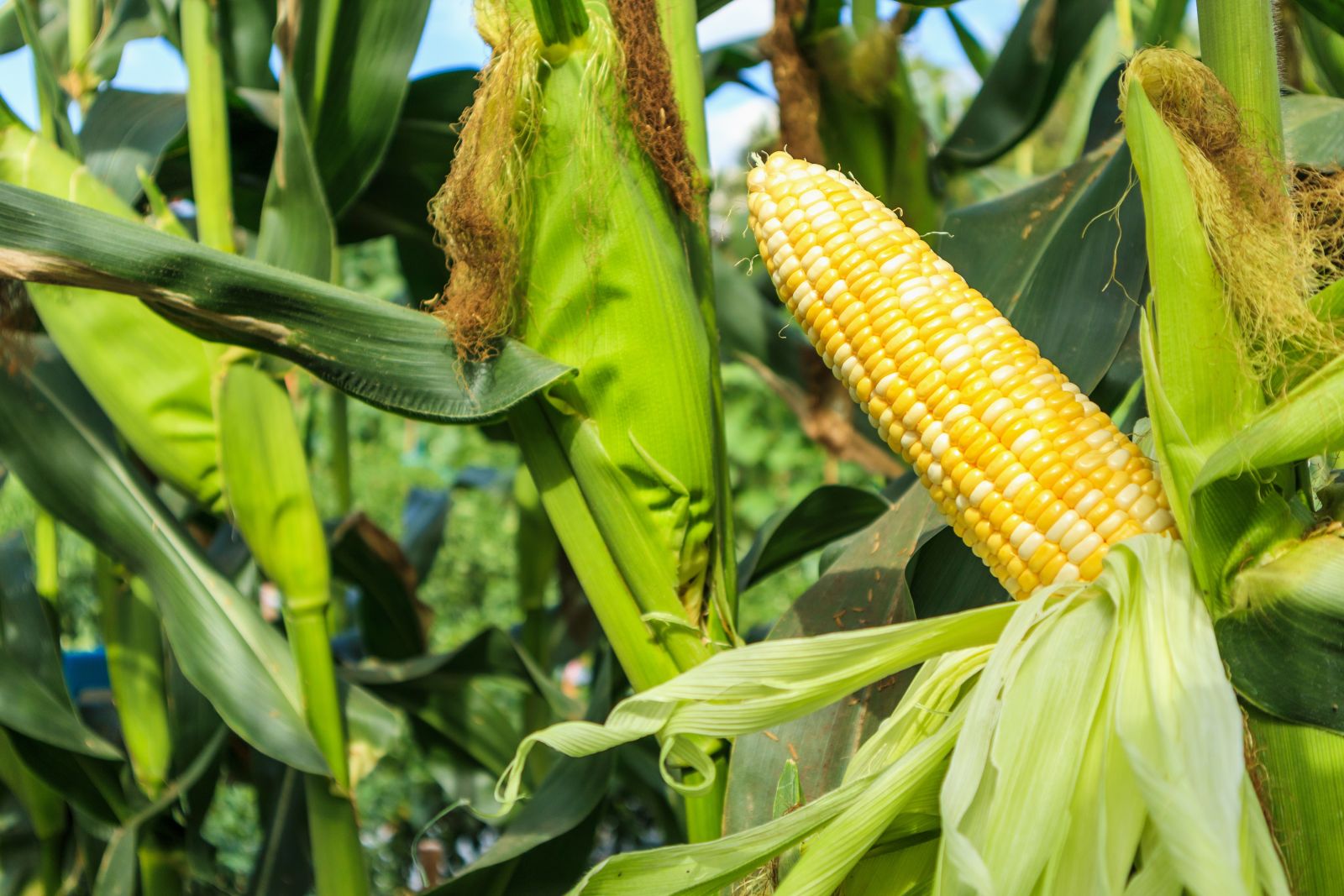 Corn cob with green leaves in agriculture field by Kwangmoozaa via Adobe Stock