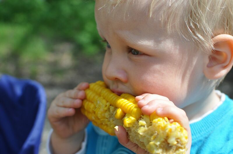 Corn - A child eating an ear of corn - by vikvarga via Pixabay
