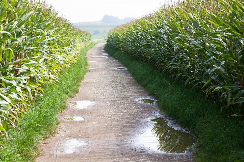 Corn - Cultivated corn - by styx via Pixabay