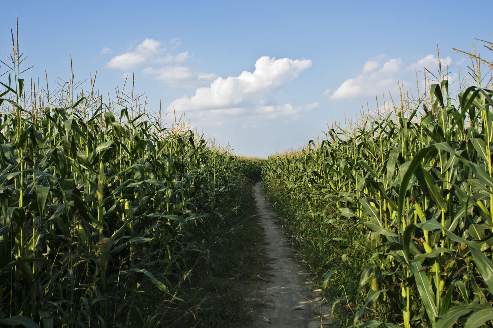 Dirt road through corn stocks by pixelmaniak via iStock