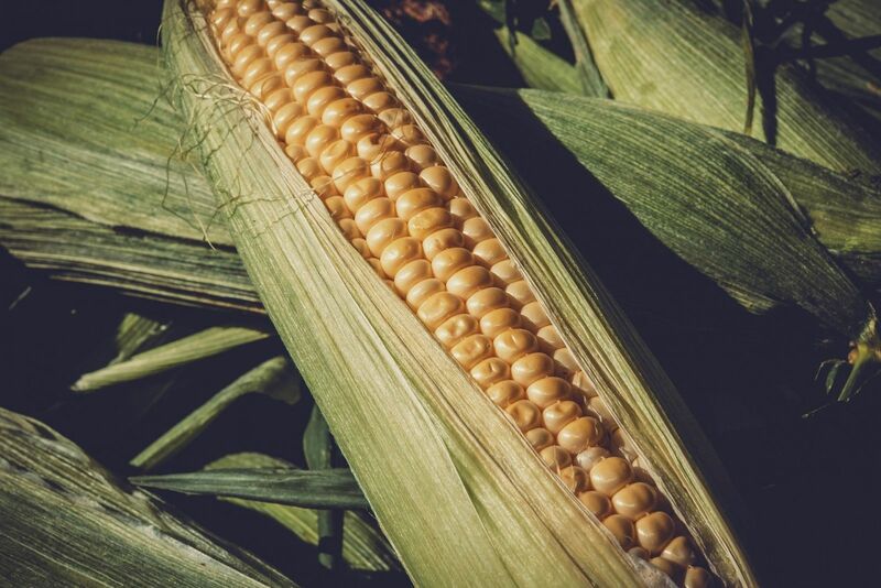 Corn - Ear of corn - by Couleur via Pixabay