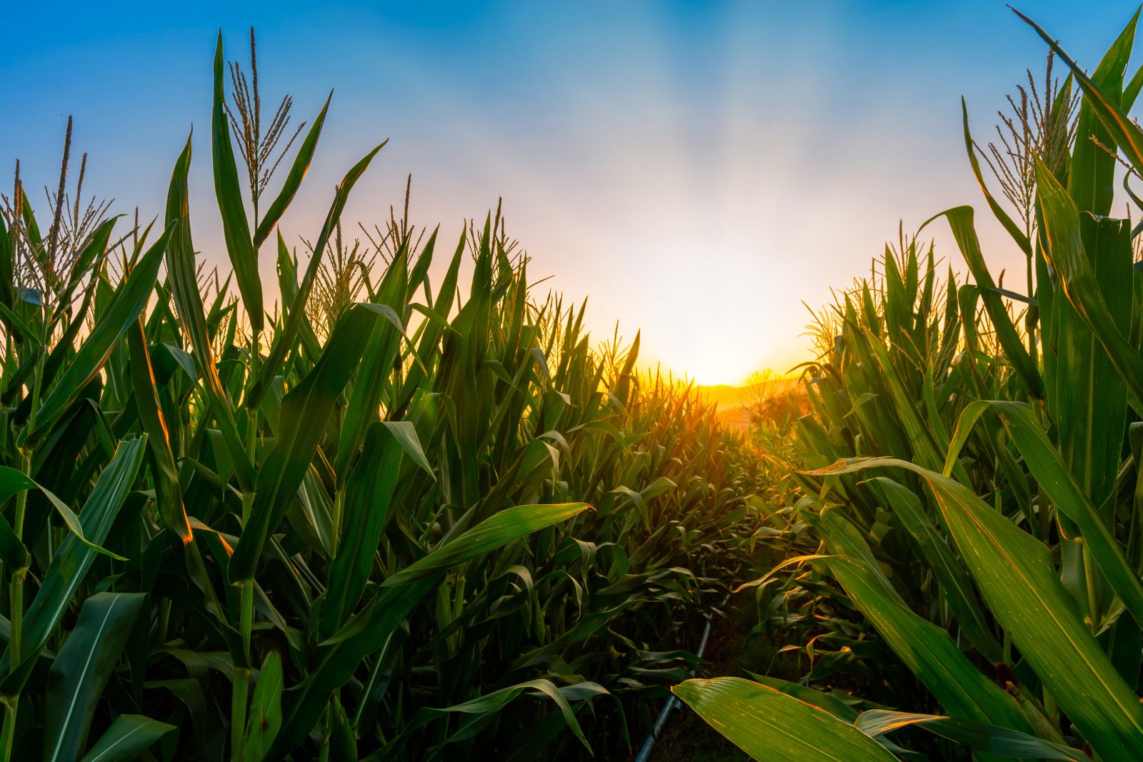 Green corn field at sunset by lamyai via Adobe Stock
