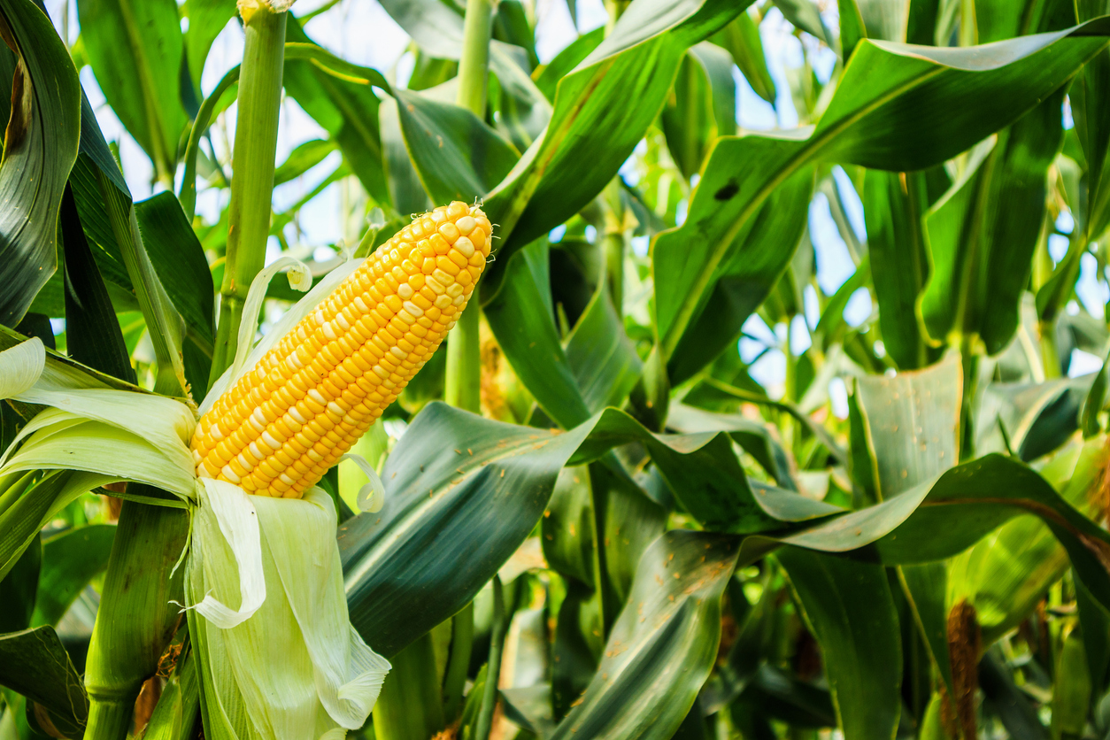 Corn - Open corn cob with green leaves via Kwangmoozaa via iStock