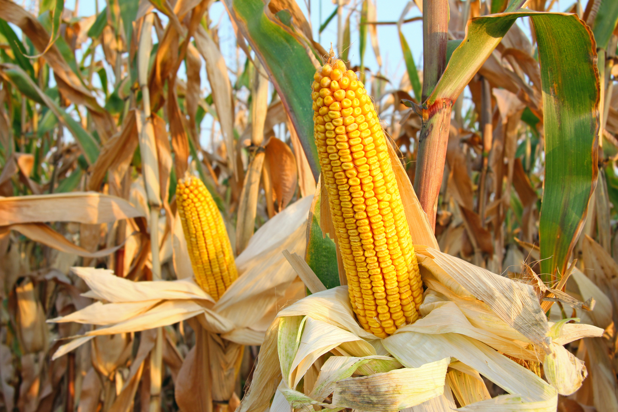 Corn - Ripe corn on the cob in a field via branex via iStock