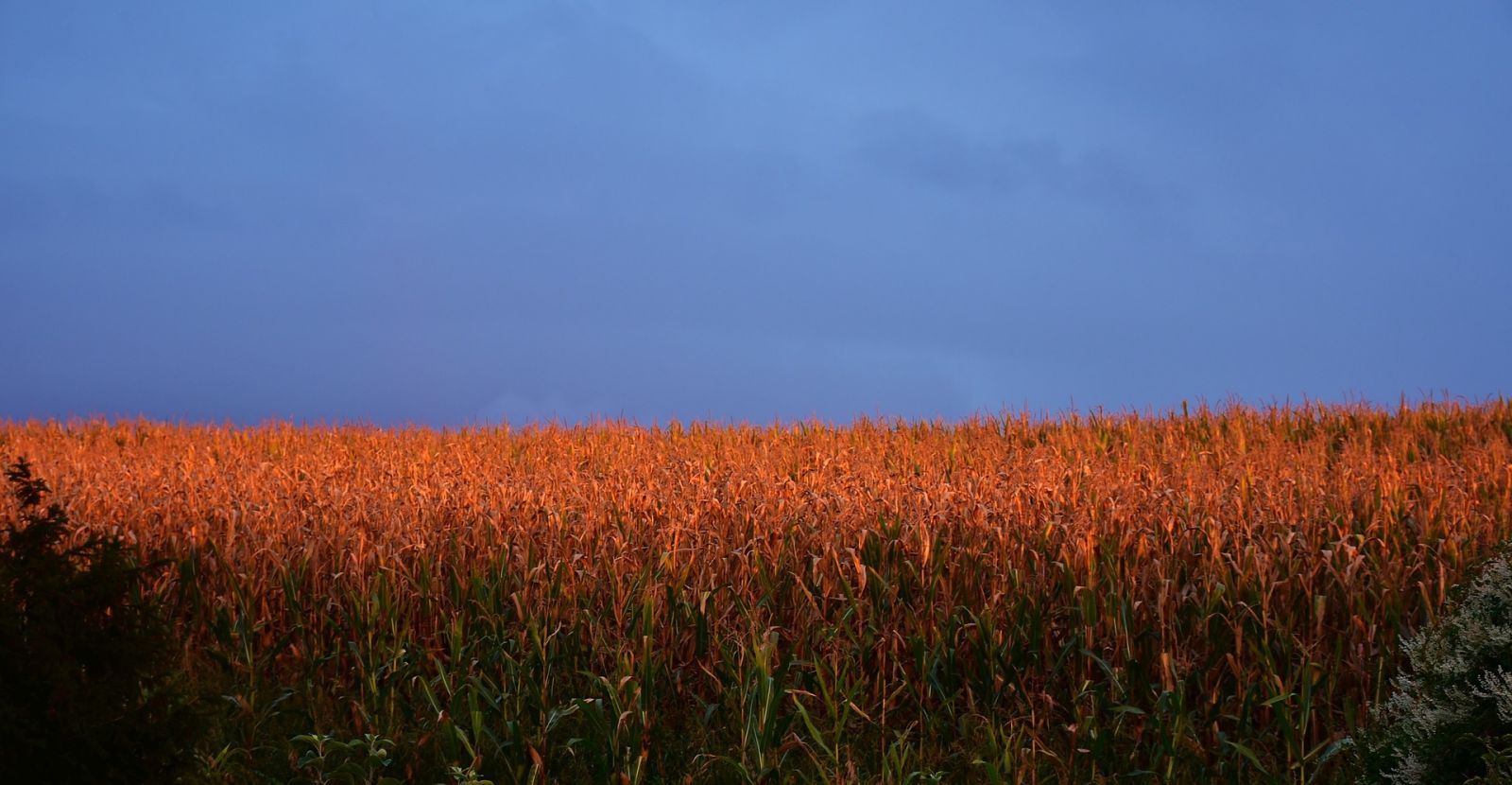 Corn - Sunset over corn field by RitaE via Pixabay