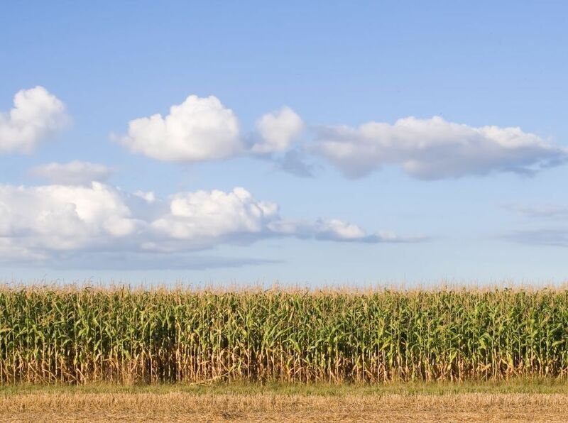 Corn - corn field