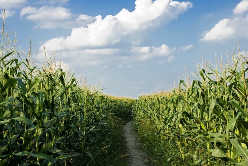 Corn - dirt road through corn stalks
