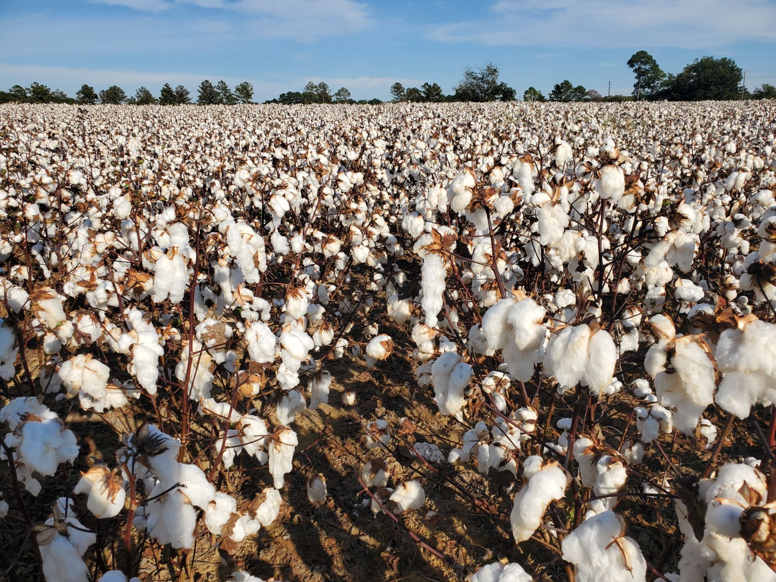 Cotton Weaker In AM Trading
