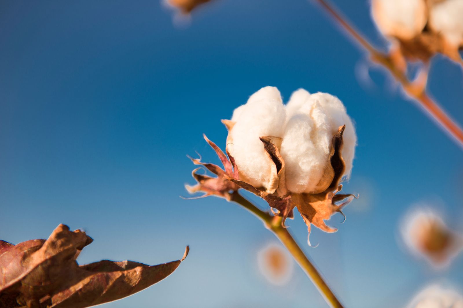 Cotton Posting Midday Gains on Wednesday