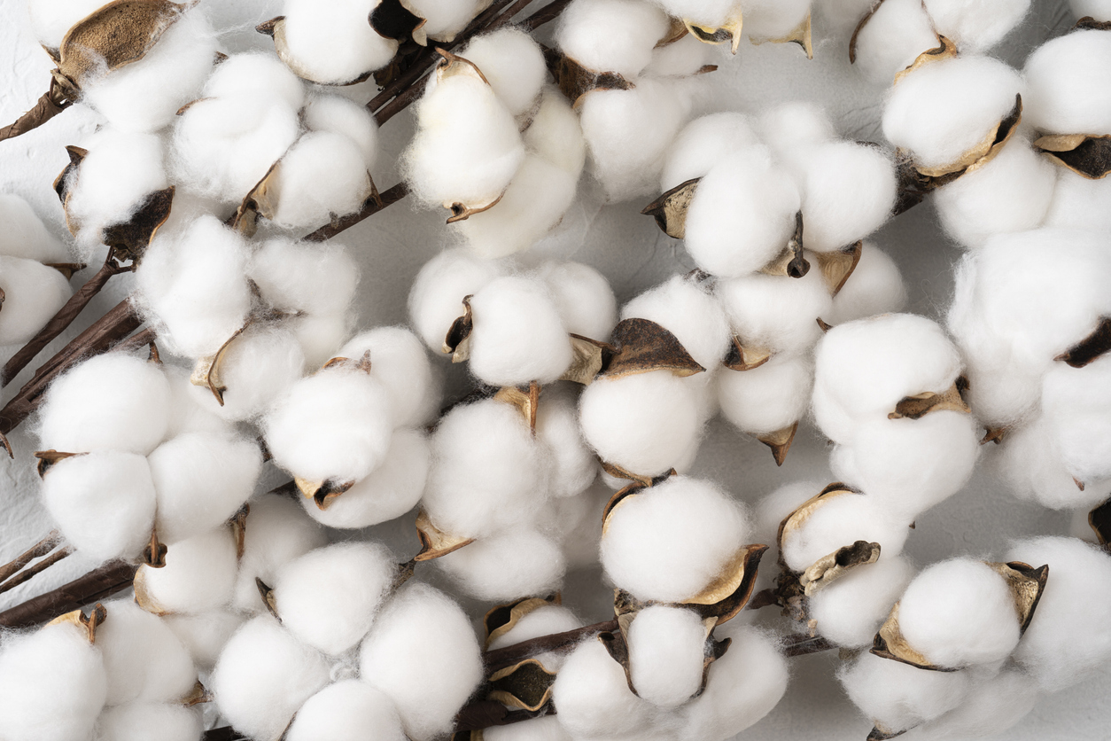 Cotton - Cotton on branches by Marina Fedorova via iStock