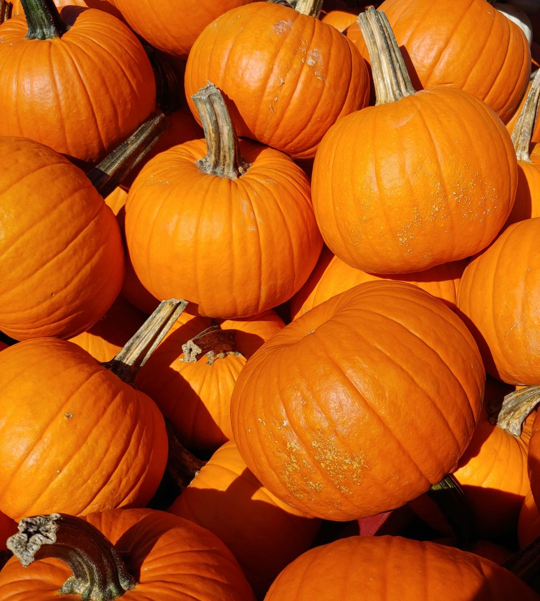 Pumpkins & Thanksgiving - Pumpkin pile by Sebastien Lapointe via Unsplash