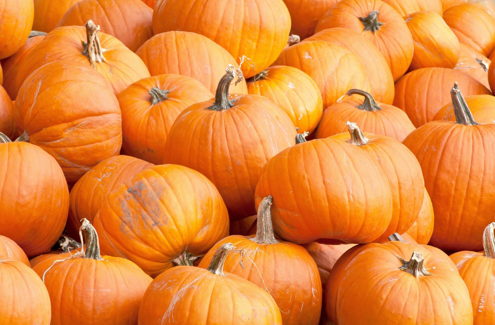 Pumpkins & Thanksgiving - pumpkins-SBI-300274900