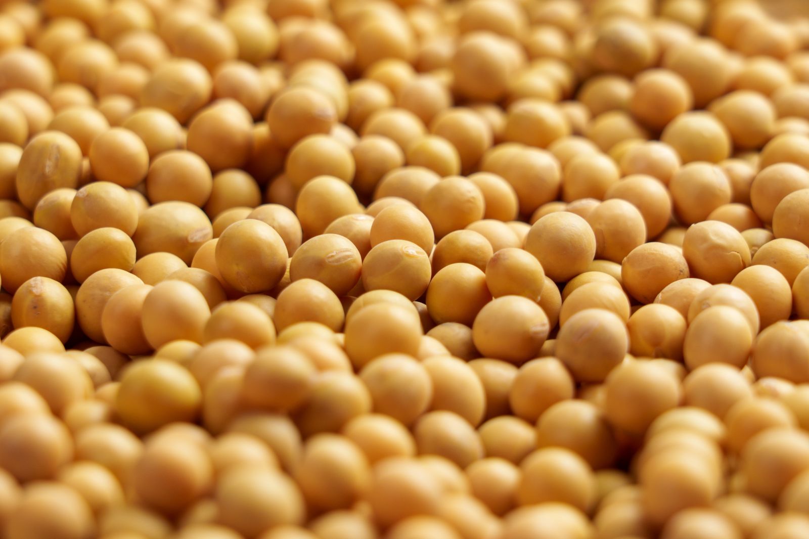 Soybeans - Pile of soybeans by PAVEL IARUNICHEV via iStock