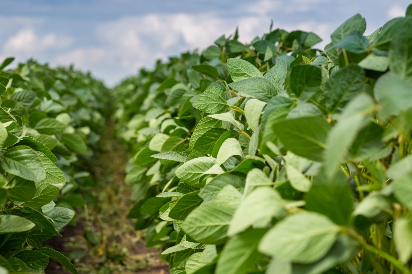 Soybeans - Rows of soybean crop by Olga Seifutdinova via iStock