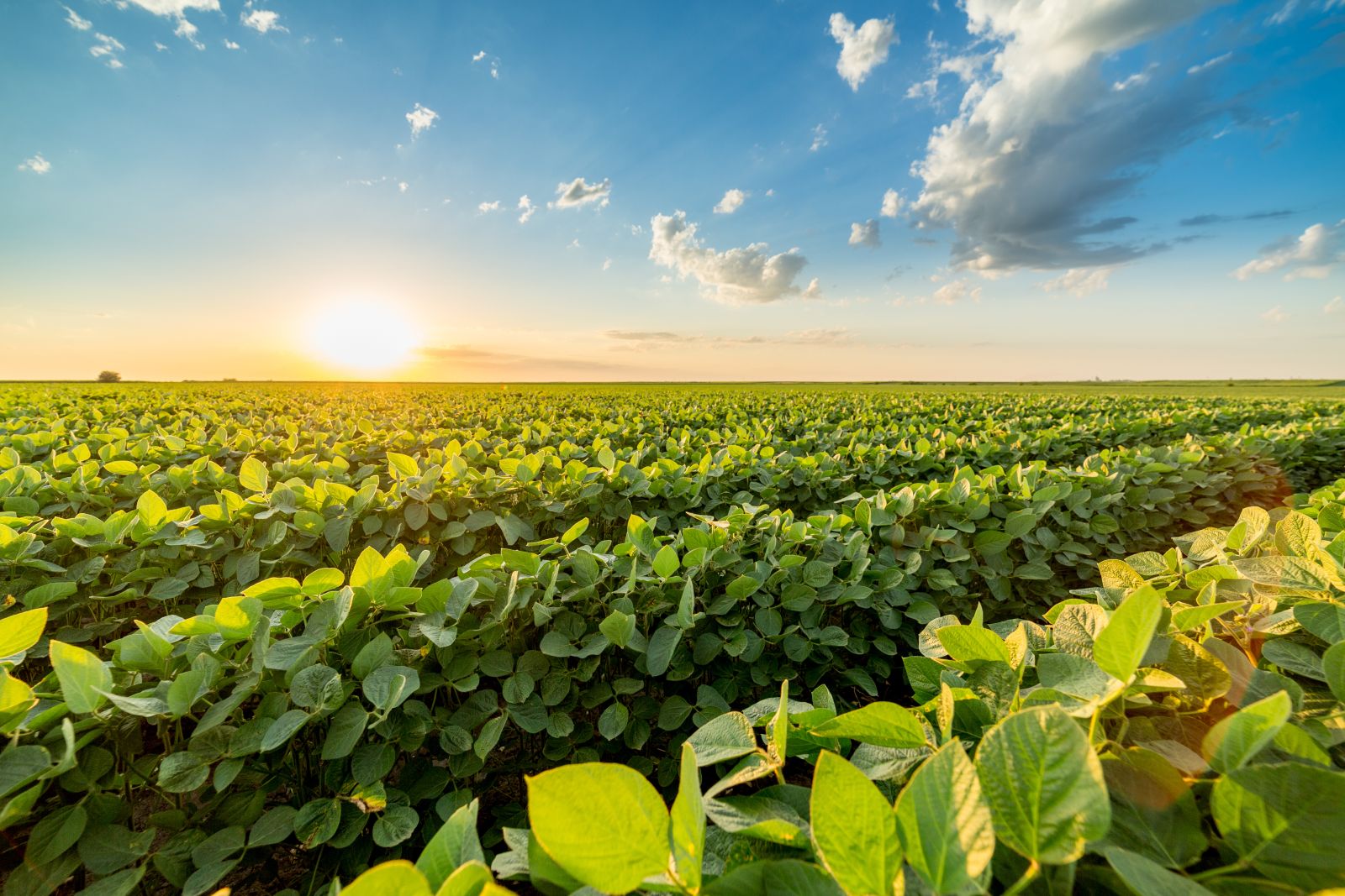 Soybeans - Soybean field crop rows by oticki via iStock