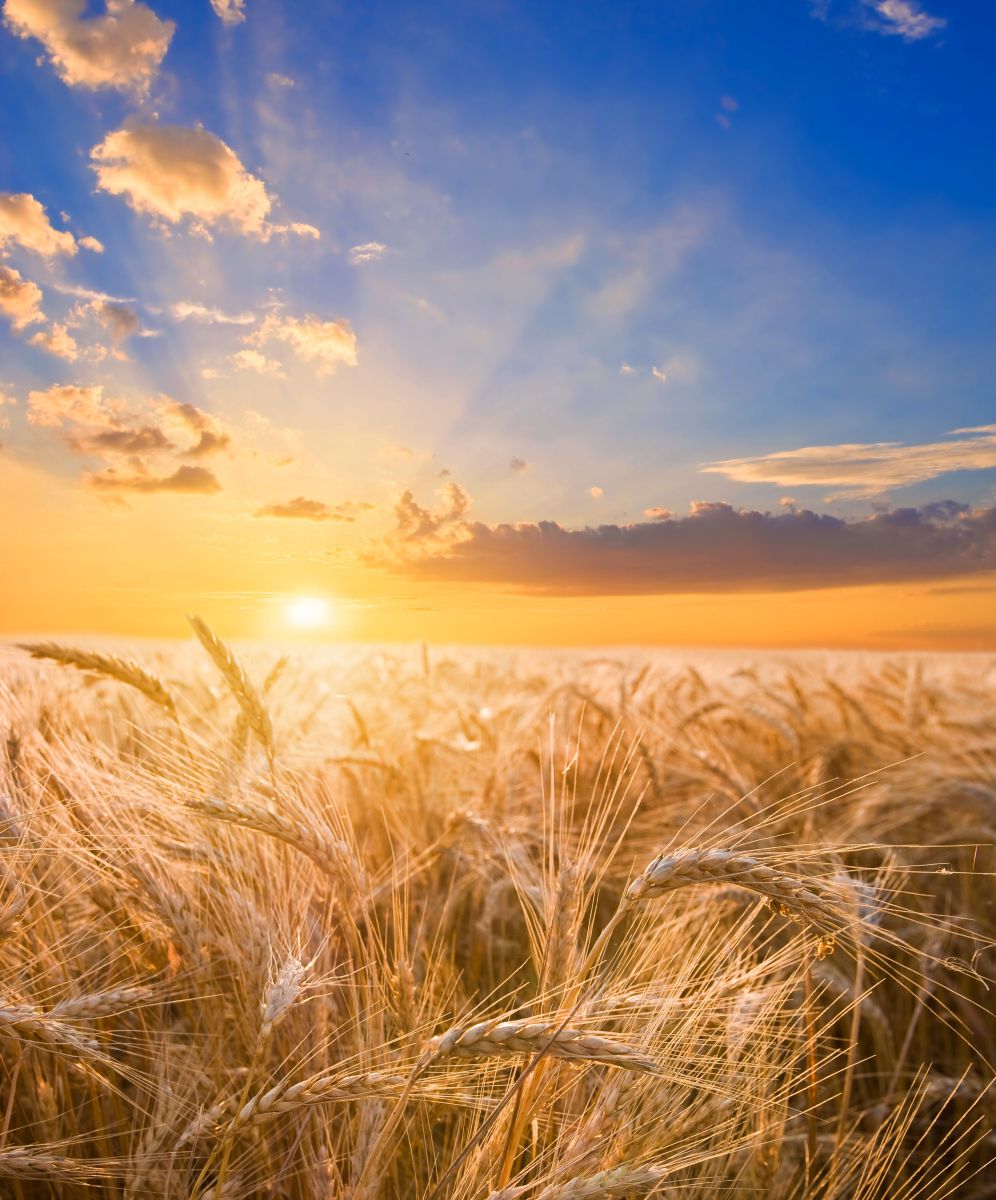 Wheat - Beautiful Landscape Of Sunset Over Wheat Field by Yuriy_Kulik via iStock