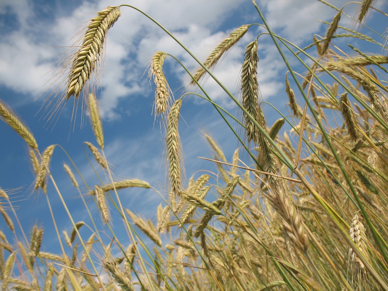 Wheat - Field of wheat under a blue cloudy sky by Robin Via Pixabay