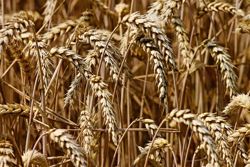 Wheat - Field of wheat