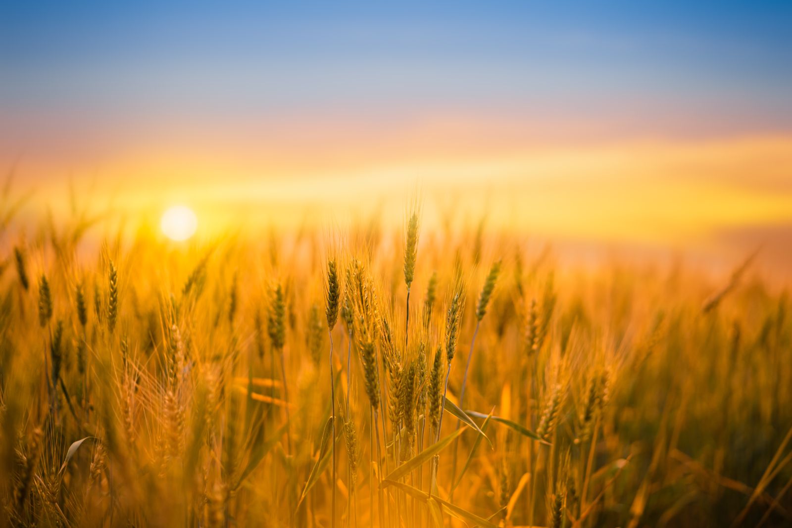 Wheat Trading Mixed at Tuesday’s Midday