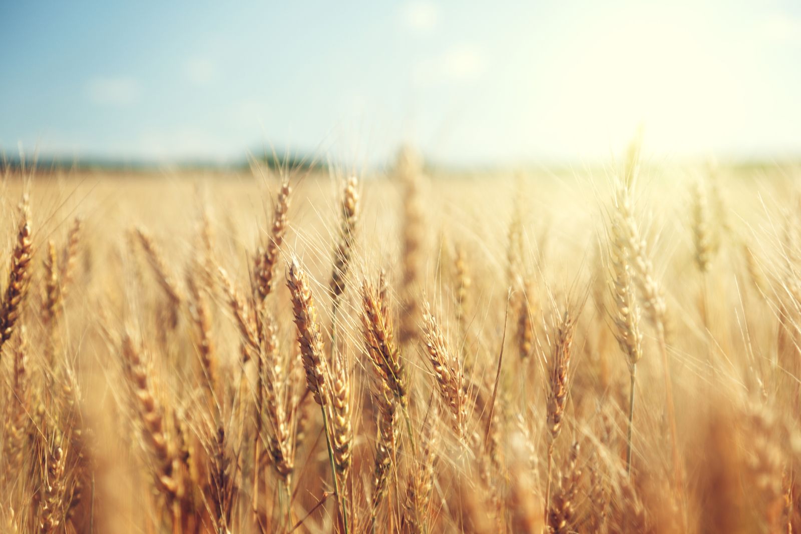 Golden wheat field on a sunny day by IakovKalinin via iStock