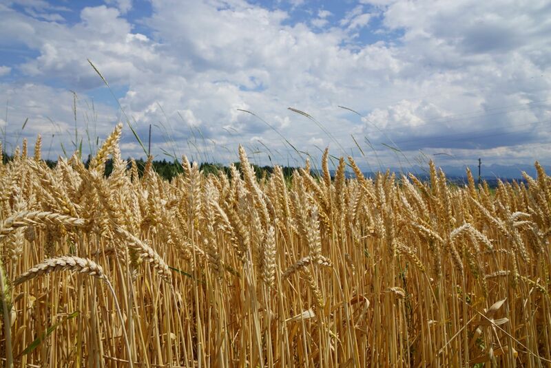 Wheat - Wheat beth-macdonald-1OaAaZBpRDE-unsplash