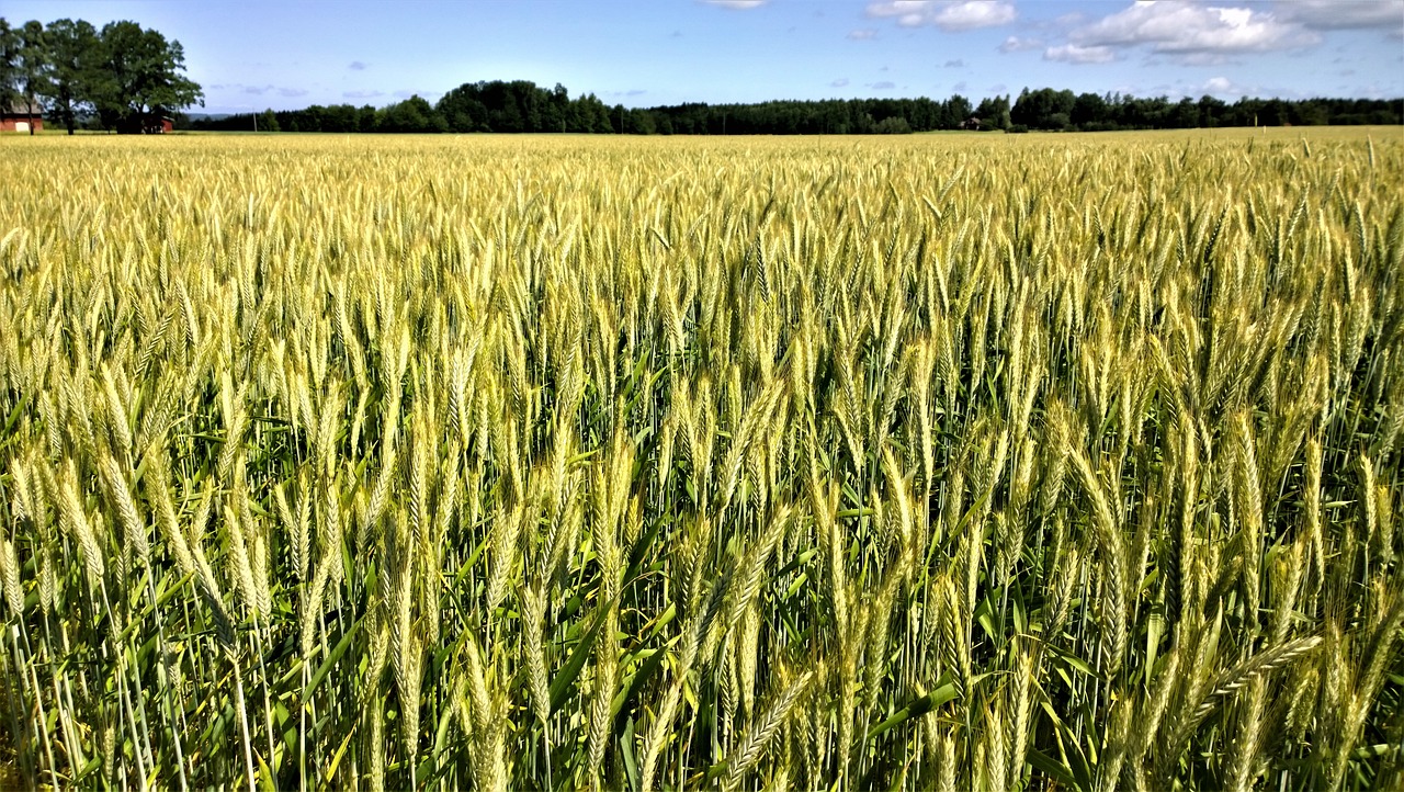 Wheat - Wheat field landscape by Lenalindell20 via Pixabay