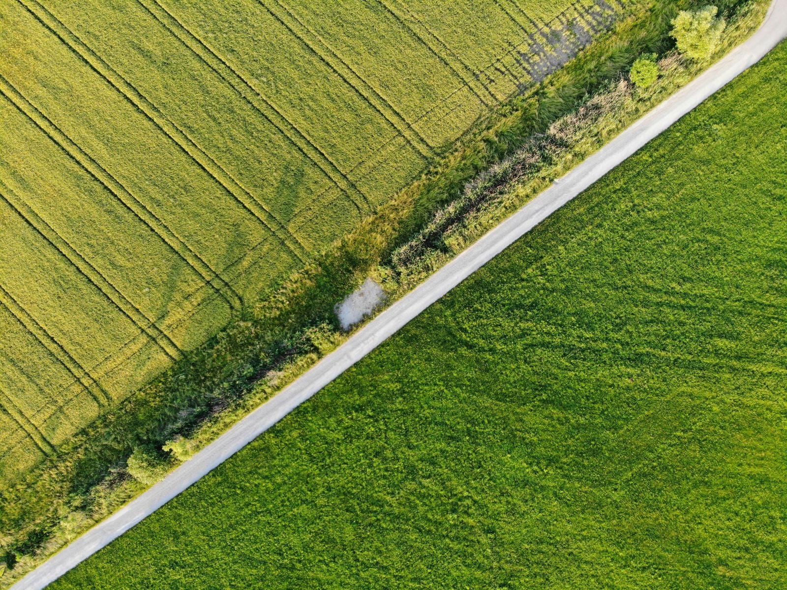 Farming - Dirt road through fields by Julian Ebert via Unsplash