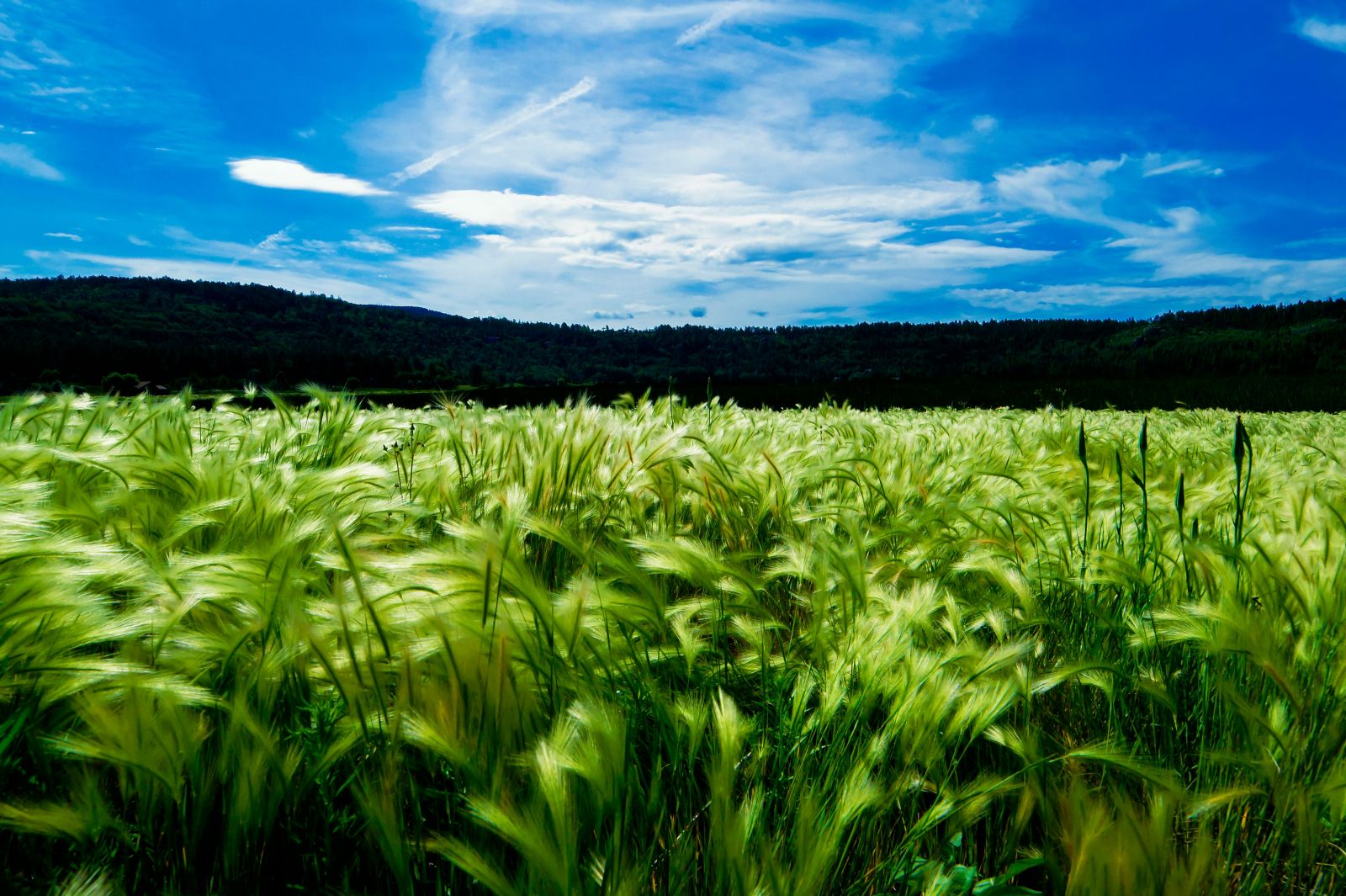 Farming - Grain field under blue cloudy sky by Thomas Pierre via Unsplash