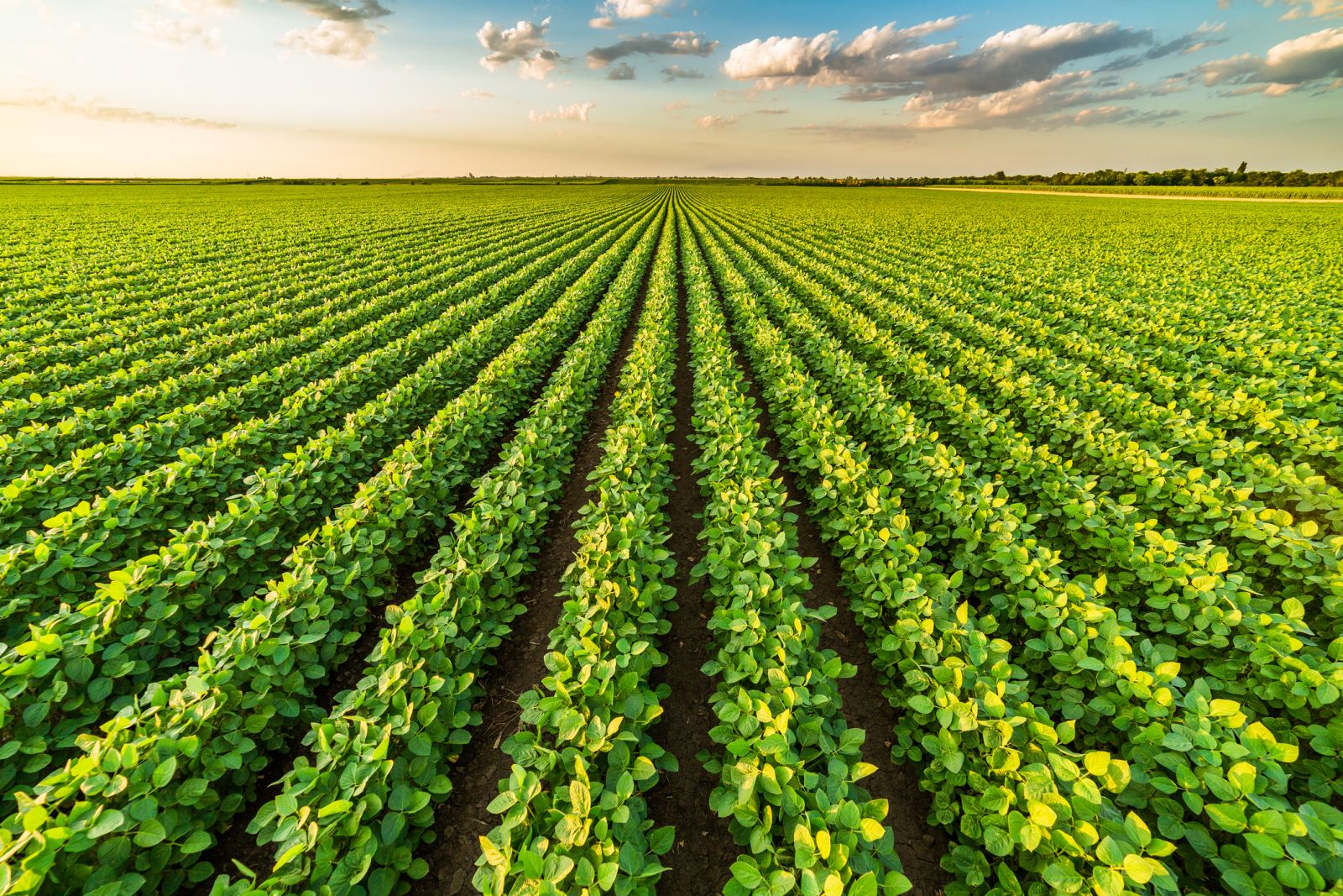 Rows of crops by oticki via iStock