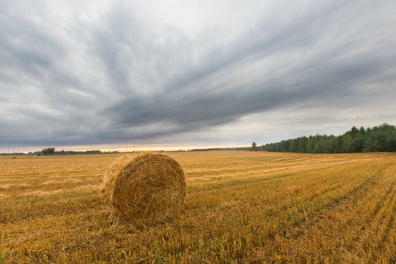 Farming - late summer landscape with straw bales on corn field