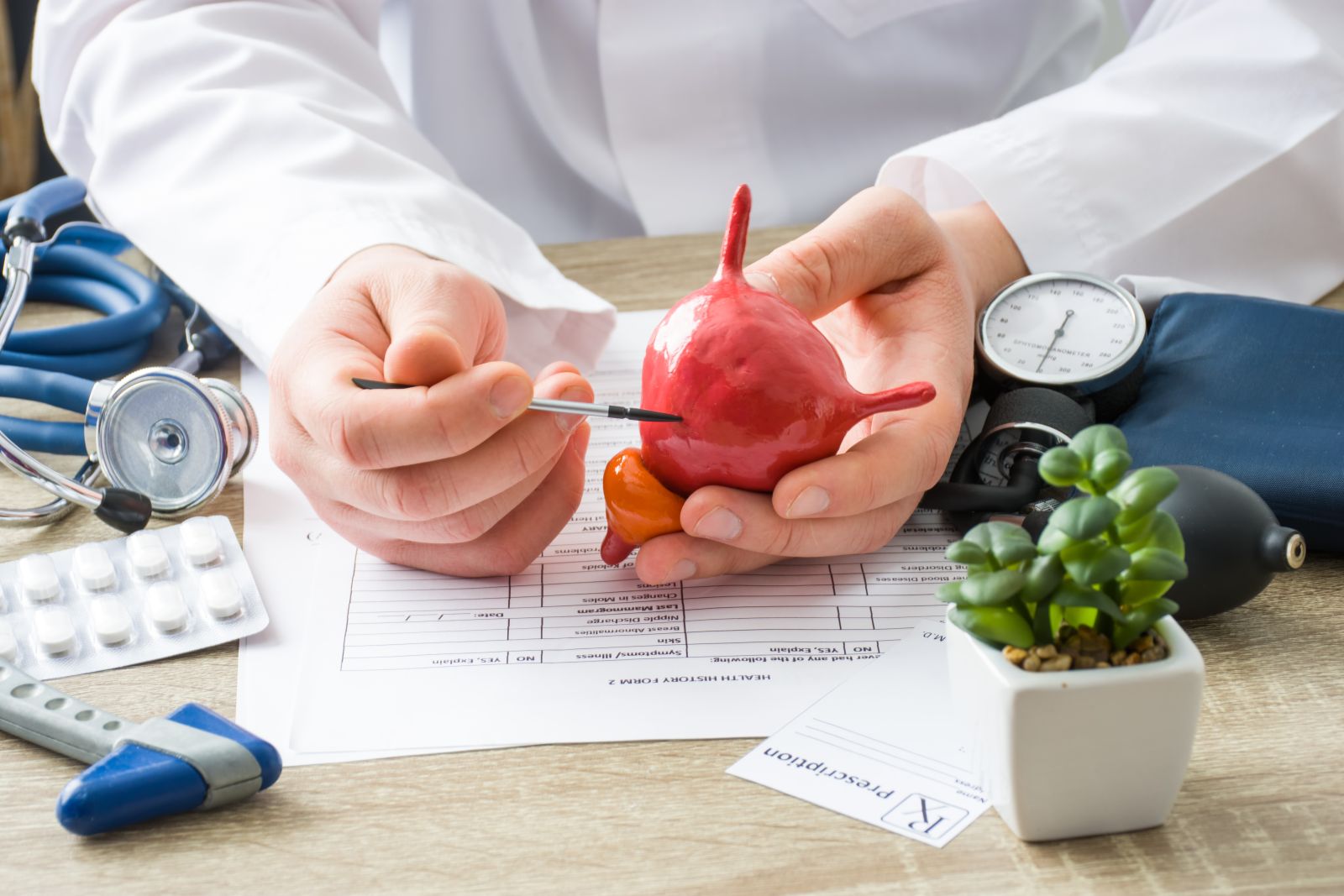 A doctor holding a model of a bladder in his hands by shidlovski via Adobe Stock