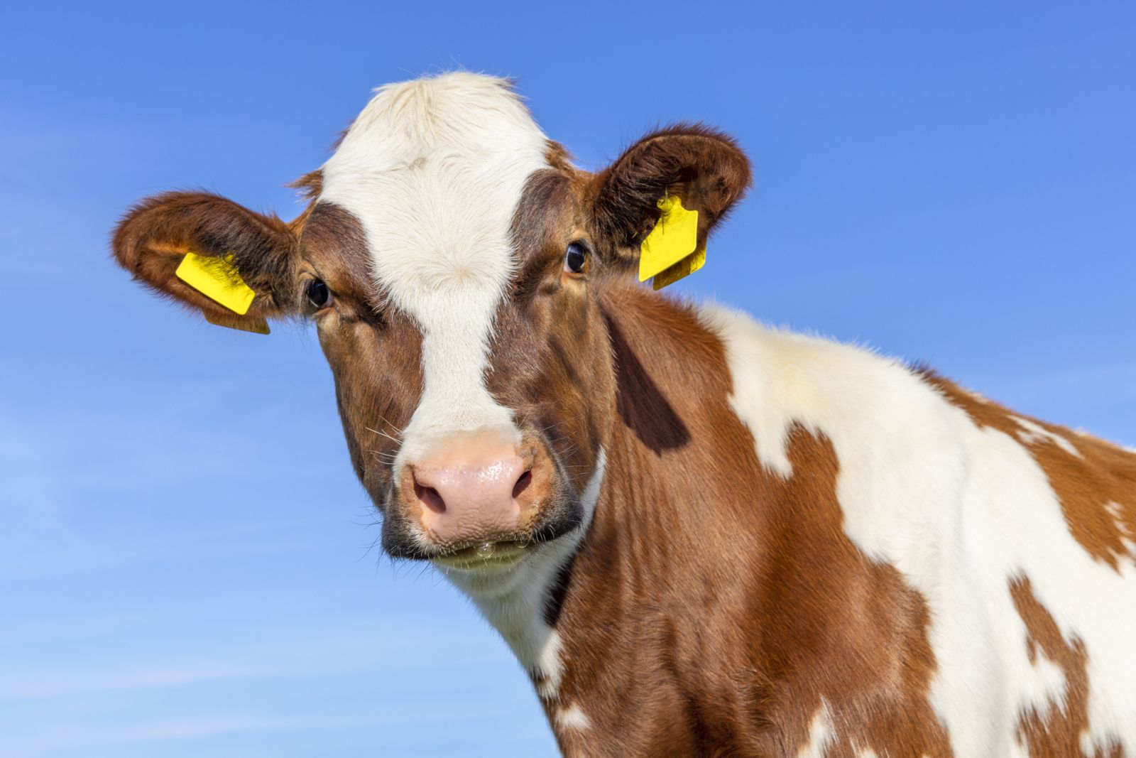 Cattle & Beef - Brown and white cow with ear tag by Clara Bastian via iStock