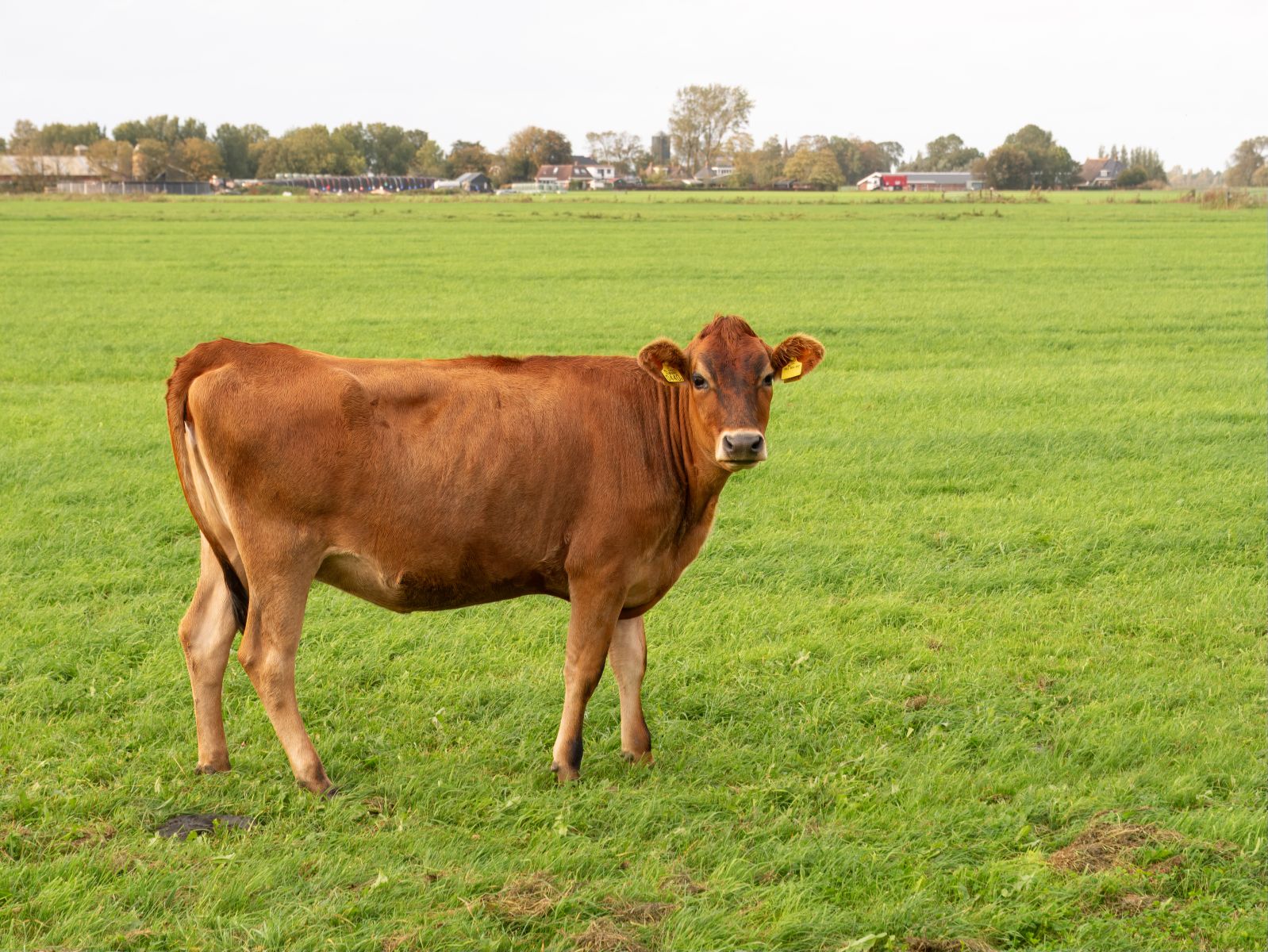 Cattle & Beef - Brown cow in field by TasfotoNL via iStock