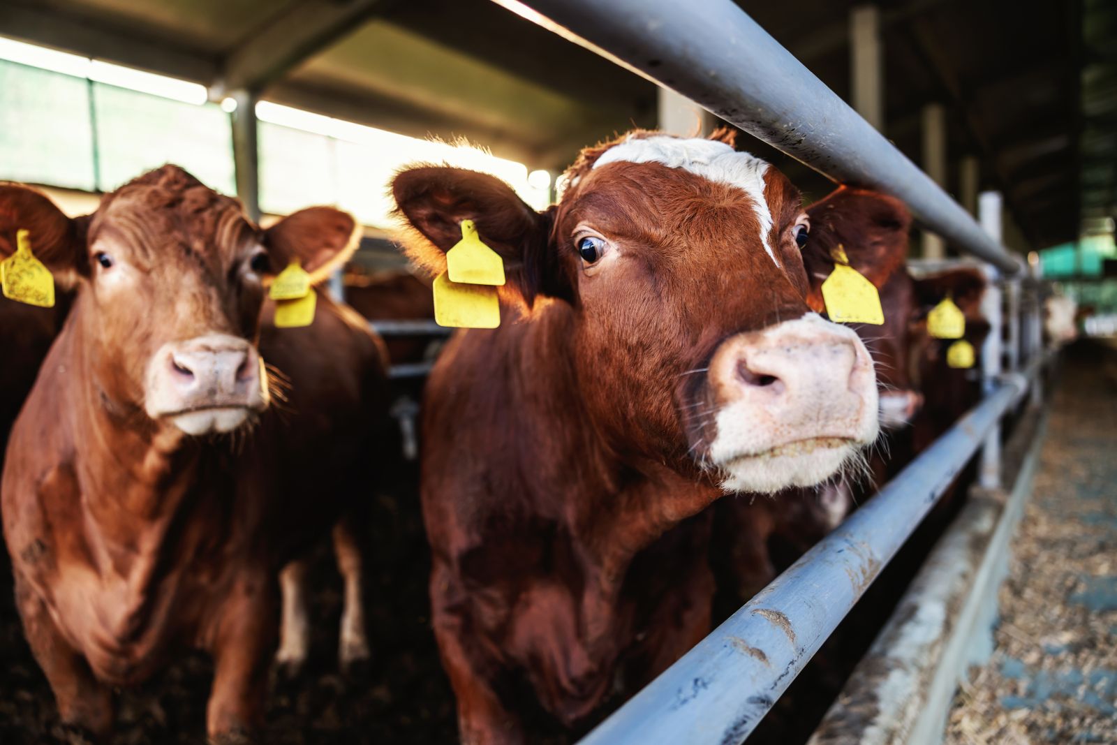 Cattle behind barn fence by dusanpetkovic via Istock