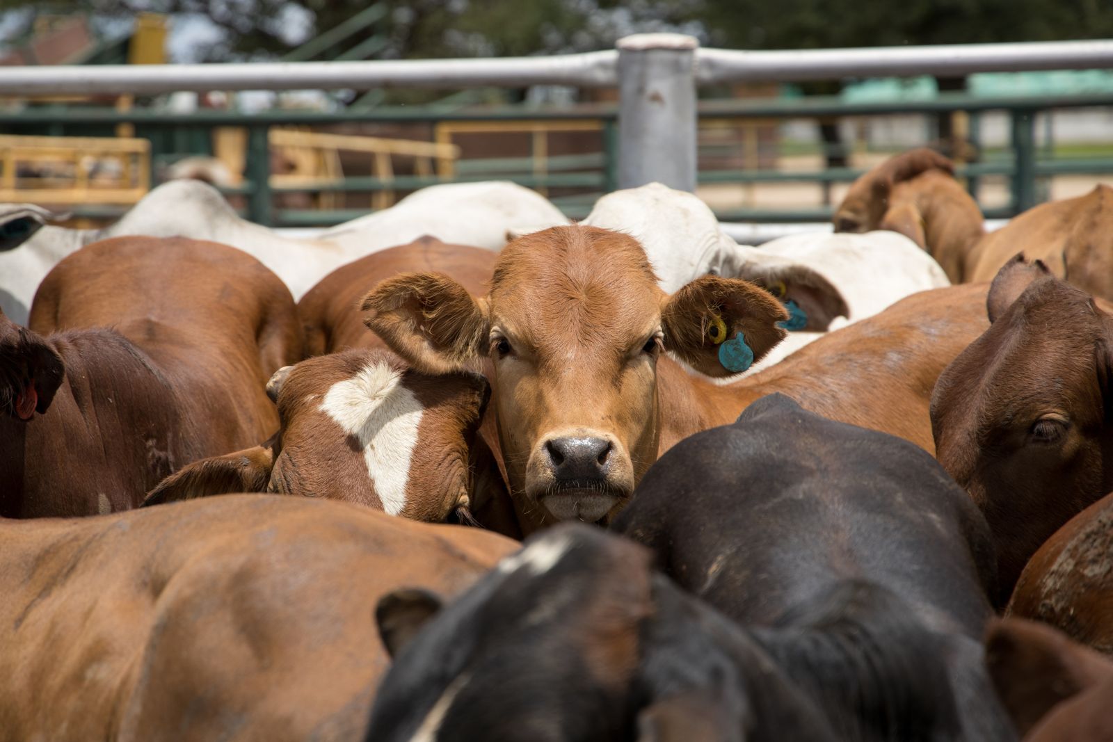 Cattle in feed lot by Clinton Austin via iStock