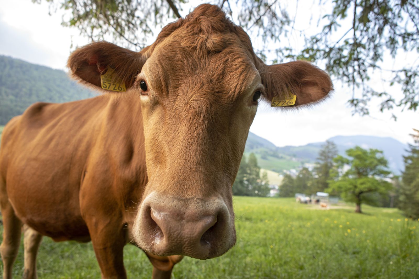 Close up of brown cow in pasture by SaskiaAcht via iStock