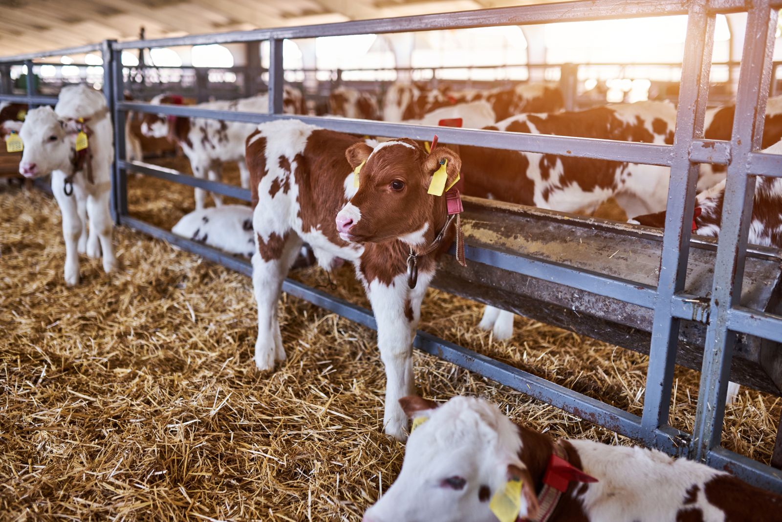 Cow in pen at fair by sandsun via iStock