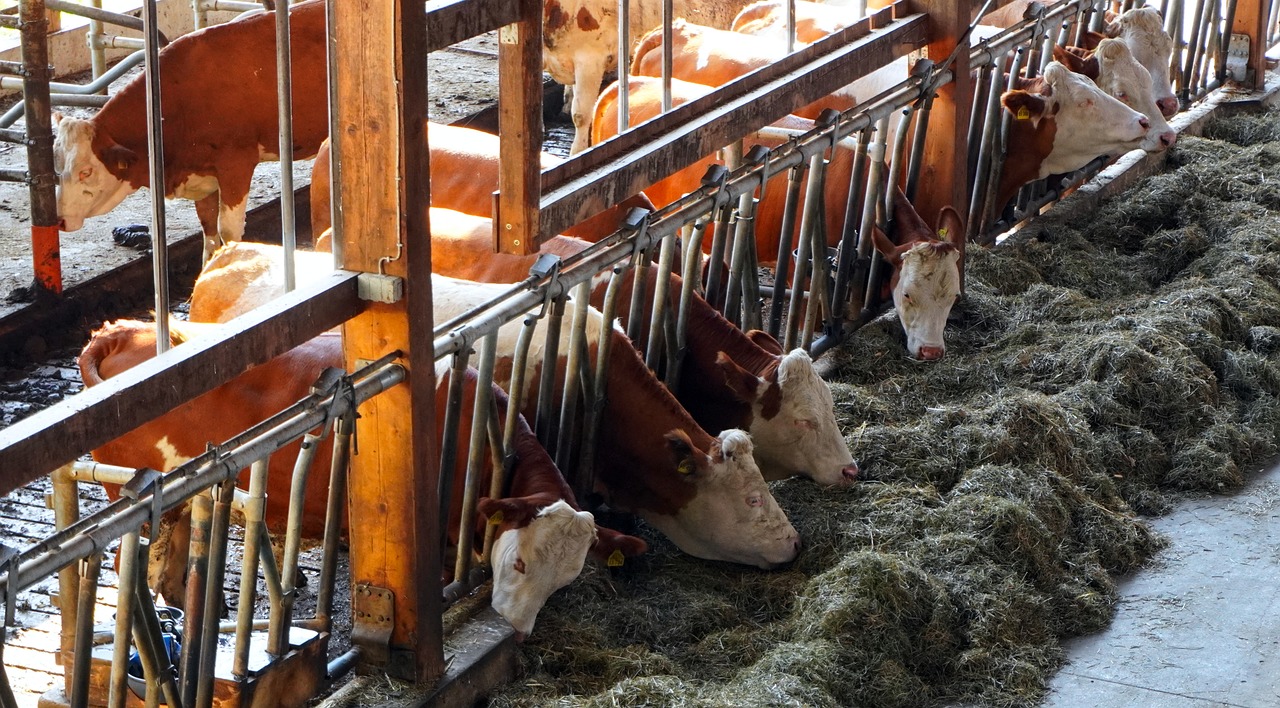 Cattle & Beef - Cows eating hay in a farm cowshed by Matthias Bockel via Pixabay