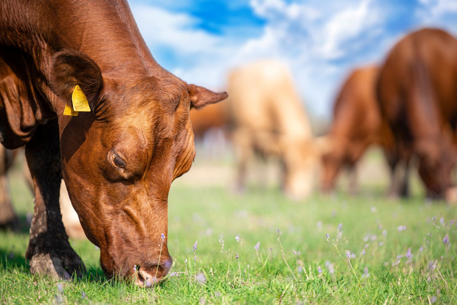 Cattle Rally on Wednesday