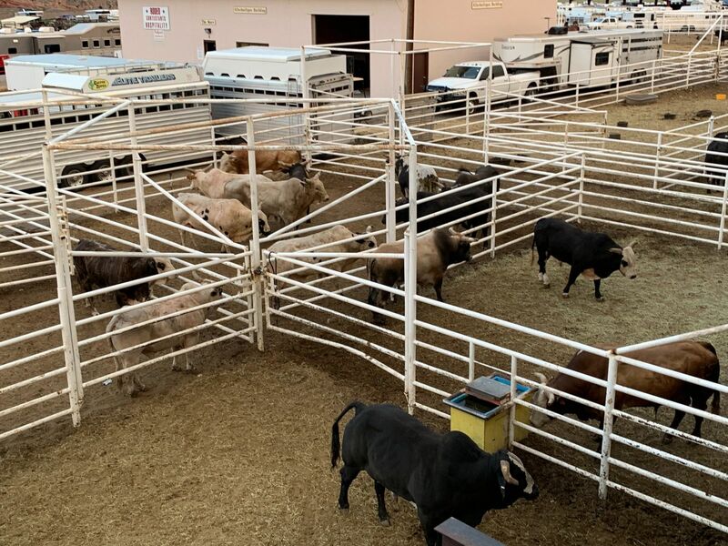 Cattle & Beef - Cows in pen fair