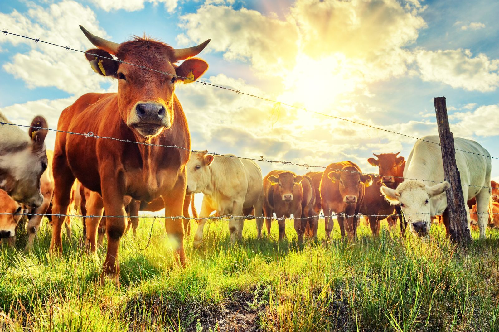 Herd of young calves looking at camera_ Image by Symbiot via Adobe Stock_