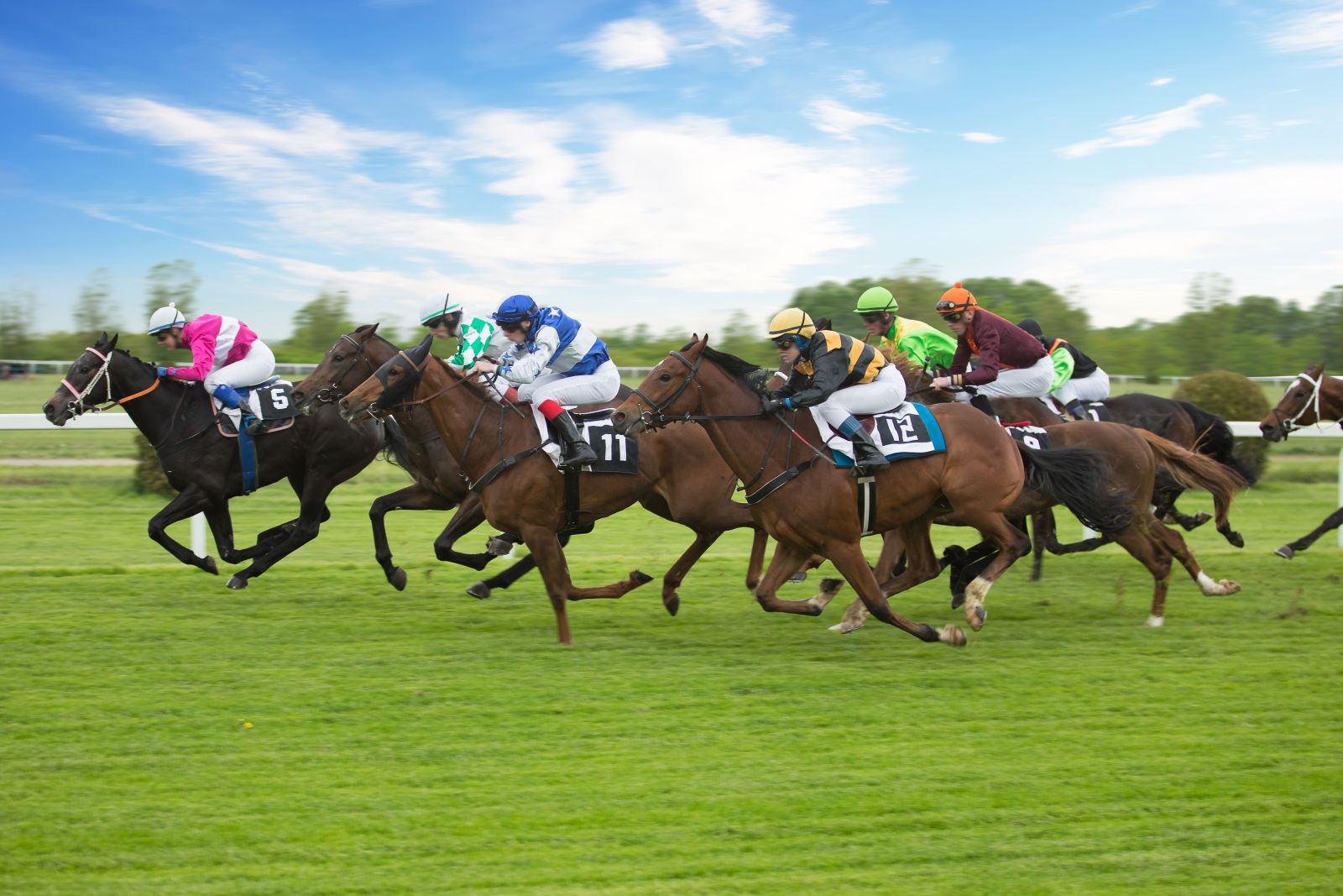 A side shot of multiple riders on race horses by Lukas Gojda via Shutterstock