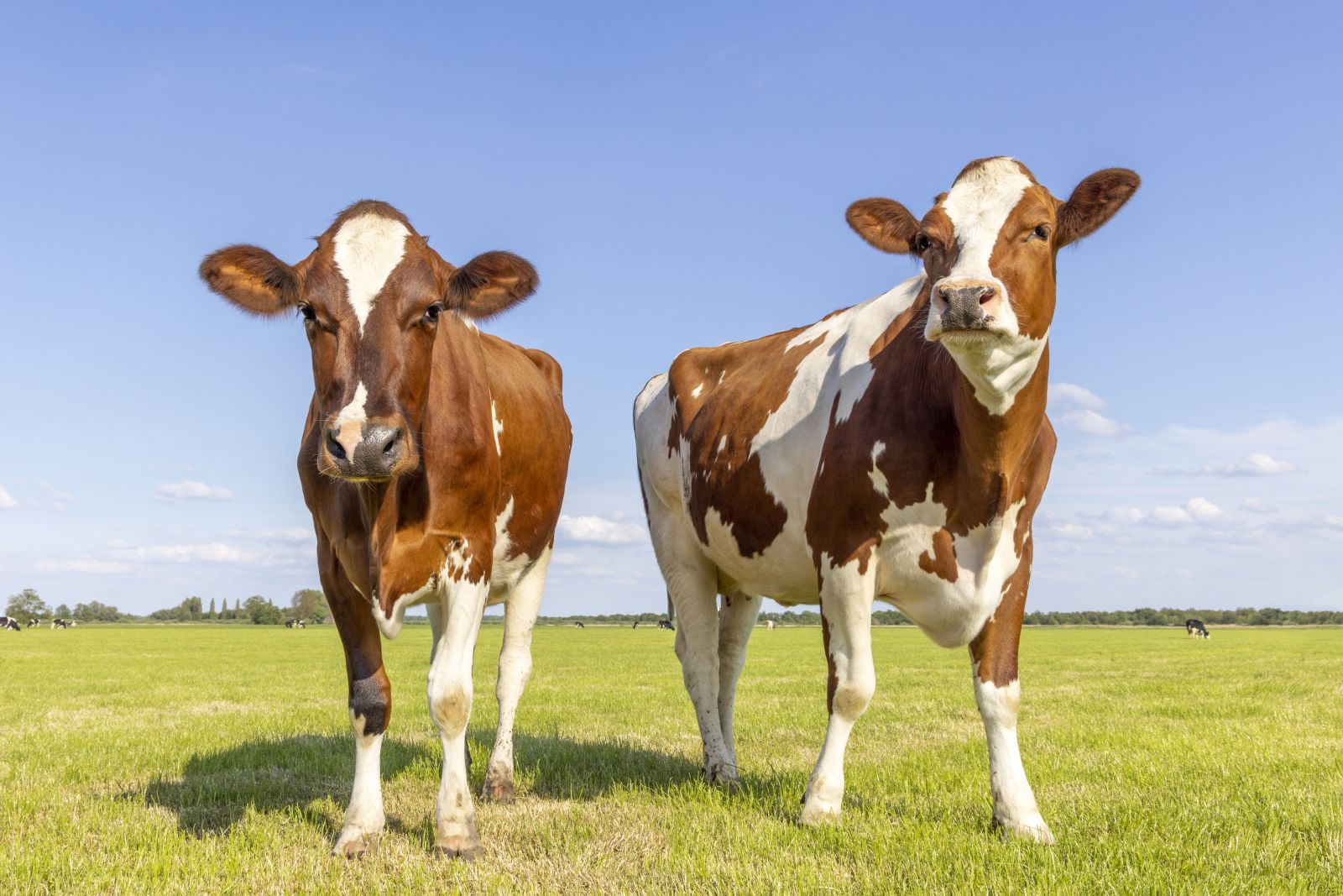 Two cows looking at camera by Clara Bastian via iStock