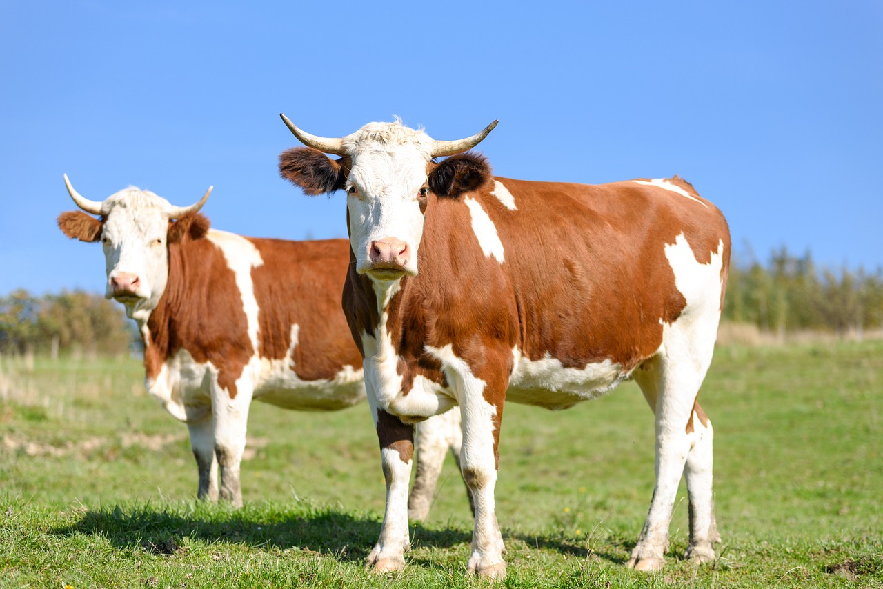 Cattle & Beef - Two cows on green pasture by Photo Mix via Pixabay