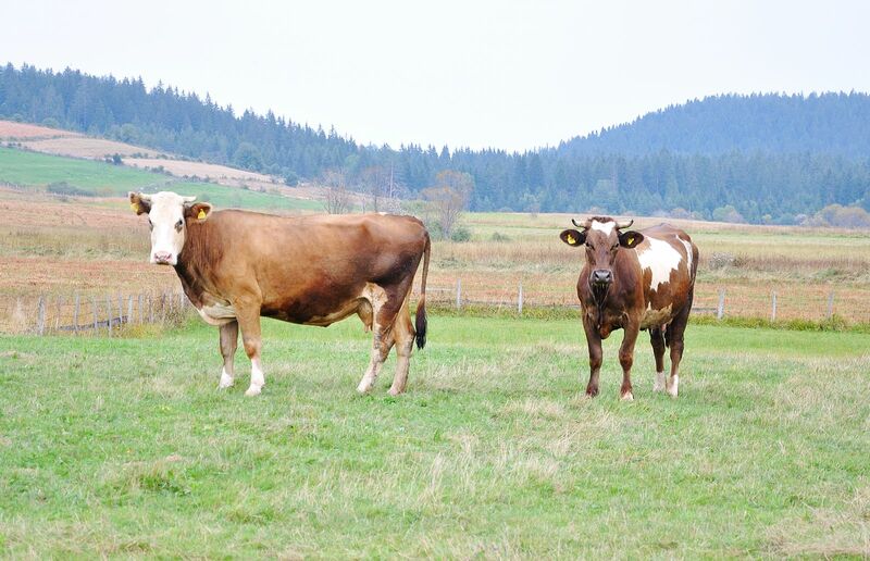 Cattle & Beef - two cows on green pasture