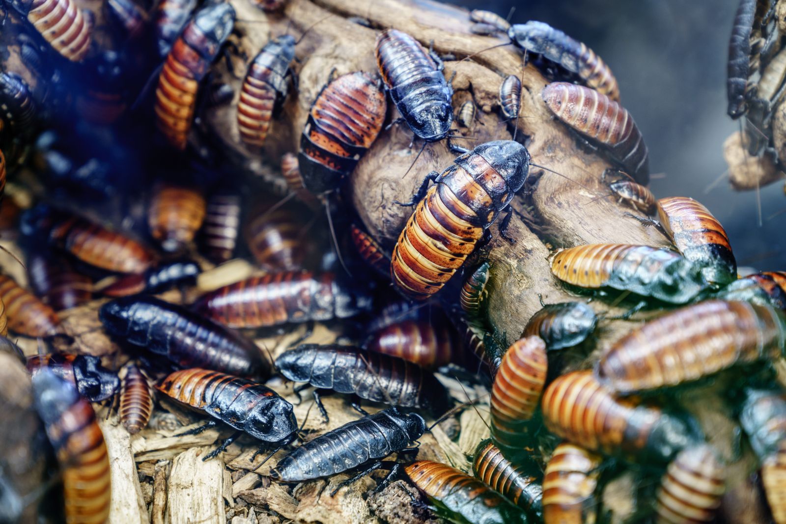 A close-up colony of Madagascar hissing cockroaches by Alexey Stiop via Shutterstock