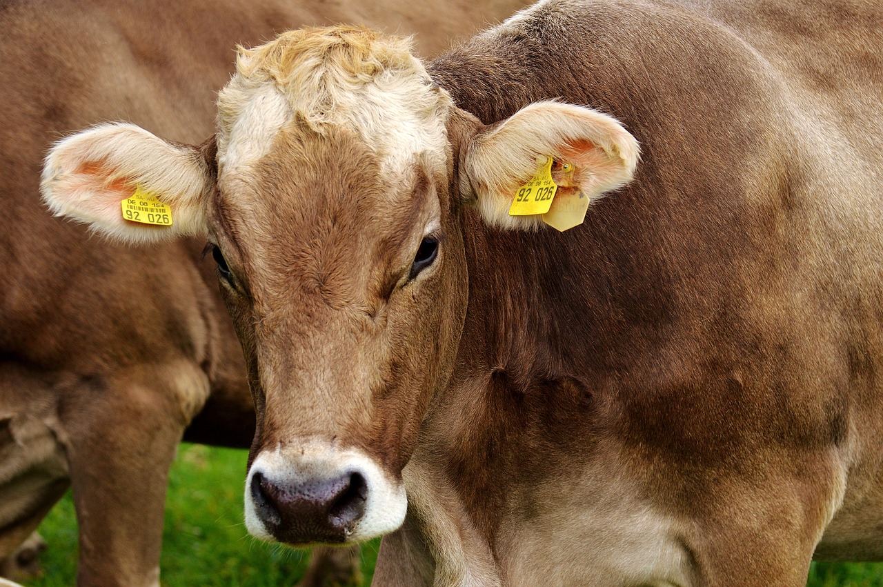 Brown cow in field by Alexa via Pixabay