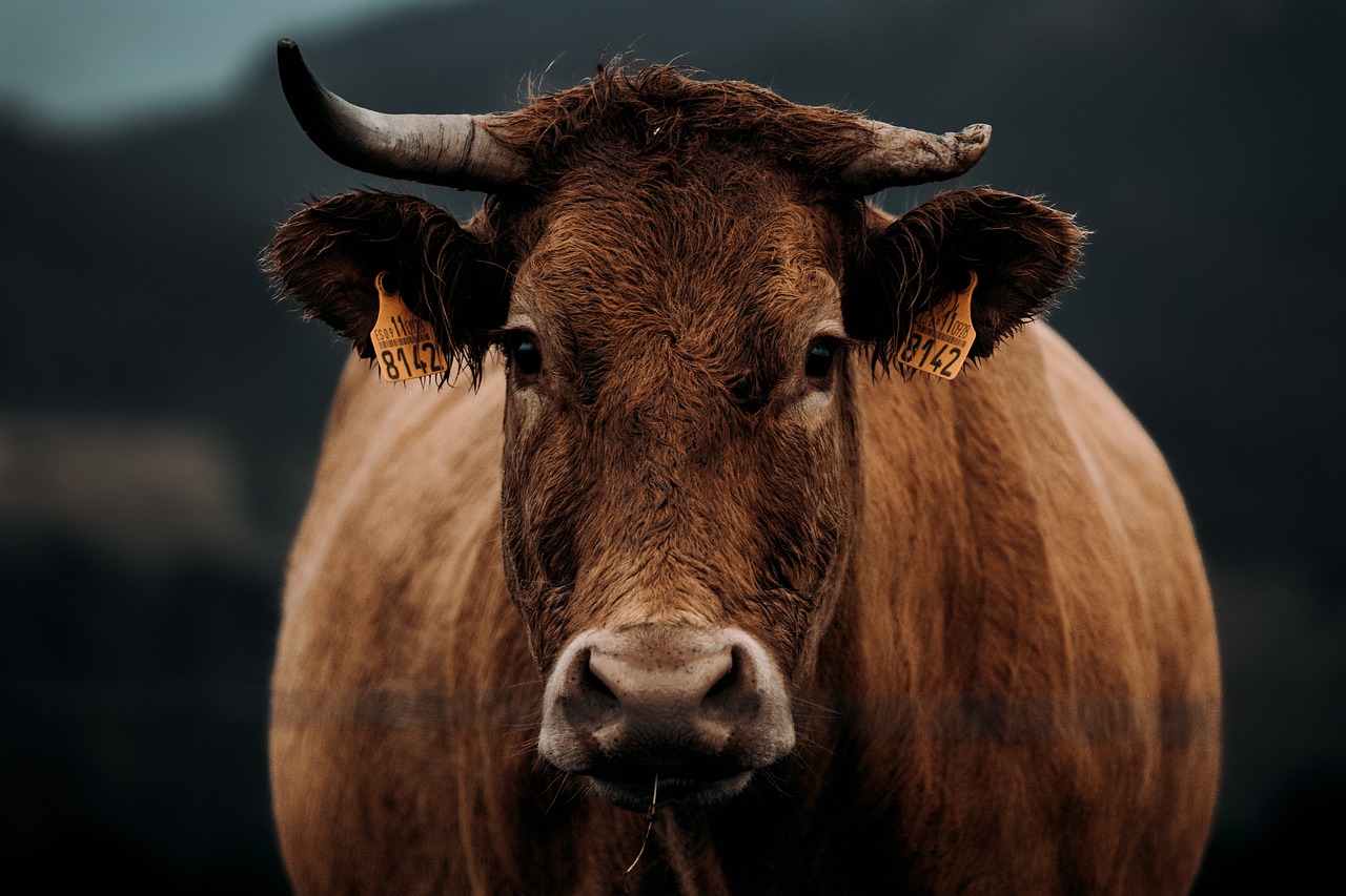 Close up of cow looking at camera by Avelino Calvar Martinez via Pixabay