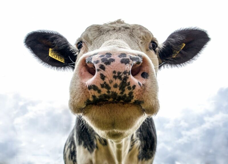 Dairy - Close up of cow looking at camera